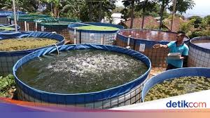 Kolam Lele Bundar Buatan Trimono Solusi Di Lahan Sempit