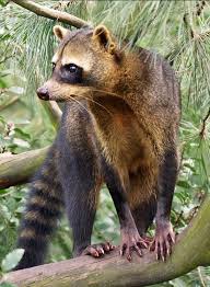 South America Roncoon Animals Animals Beautiful Pet Birds