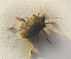 And in between loads, keep your dirty laundry off the ground. How To Get Rid Of Stink Bugs 10 Tips To Control Pests