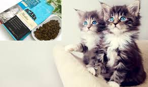 En Iyi 5 Kedi Mamasi