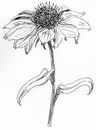 Aster Flower Drawing Google Search Flower Drawing Aster Flower Tattoos Flower Sketch Pencil