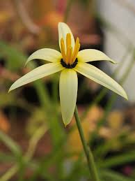 Image result for Siphonochilus kirkii - yellow-flowered form