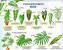 Philodendron Scandens
