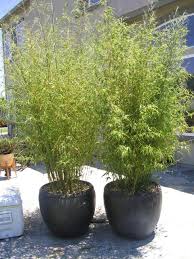 Rarely exceeding 10 feet in height and easily maintained at 8, the slender golden culms are perfect in a smaller garden. Bambusa Multiplex Golden Goddess Garden Planning Vegetable Garden Design Golden Goddess Bamboo