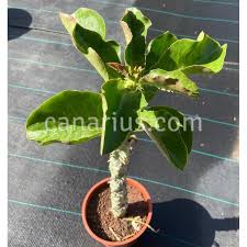 Image result for Monadenium crenatum