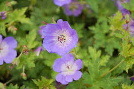Image result for Geranium vagans