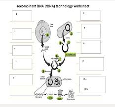 Solved Recombinant Dna Rdna Technology Worksheet 2 Gene Chegg Com The nature of dna structure worksheet answer key in education.