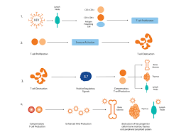 Image result for Absolute Lymphocyte Count Estimation of CD4 Count