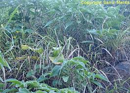 Image result for Tripogon