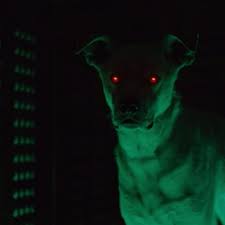 Krypto klub is a cryptocurrency club for blockchain beginners to the most advanced cryptocurrency day traders. Titans Season 2 Joshua Orpin Confirms Krypto Is Actually Krypto