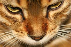 My cat has a pink nose but a month ago i noticed that the. Nose And Sinus Inflammation In Cats Symptoms Causes Diagnosis Treatment Recovery Management Cost