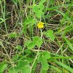 Image result for Cucumis prophetarum