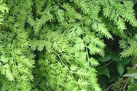 Image result for Lygodium