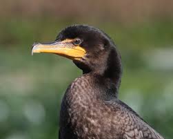 Birds That Can T Fly Far Double Crested Cormorant Not Sure Where I Sighted My First One I Ve Seen So Many I Can T Remember North America Doubles Newfoundland