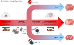 Unsere lebendige jugend veranstaltet mal wieder das lang erwartete jugendevent jung_frei. Cd84 Links T Cell And Platelet Activity In Cerebral Thrombo Inflammation In Acute Stroke Circulation Research