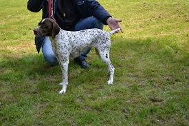 Image result for auvergneský ohař