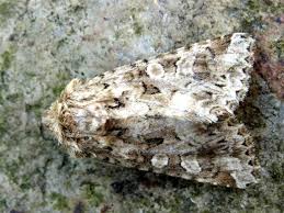 Image result for Hadena perplexa