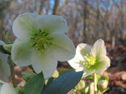 What blooms in early spring. Images Of Beautiful Plants That Bloom In Winter Diy