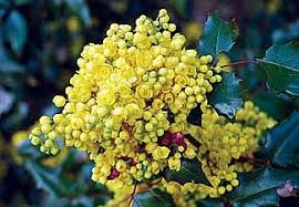 All grapes require heavy pruning to produce fruit, but after the first three growing seasons, different types of grapes need different pruning. Oregon Grape