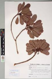 Image result for Synsepalum revolutum