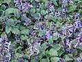 Image result for Plectranthus chimanimanensis