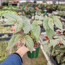 Image result for Begonia nyassensis