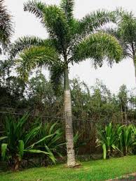 Image result for Wodyetia bifurcata