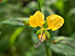 Image result for Aneilema aequinoctiale