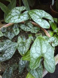 Image result for Stylochaeton