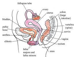 Brief description of the function of each of these labeled organs is provided: Olcreate Heat Anc Et 1 0 Antenatal Care Module 3 Anatomy And Physiology Of The Female Reproductive System Figure 3 1 Half Section Of The Pelvic Cavity Showing The Female Reproductive Organs With The Body Facing To