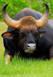 Top 10 Largest Land Animals In The World Endangered Animals Large Animals Animals