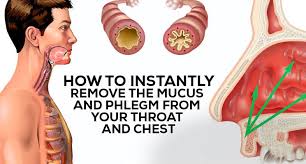 How To Get Rid Of Phlegm And Mucus In Chest Throat Hecspot Getting Rid Of Phlegm Mucus Cholesterol