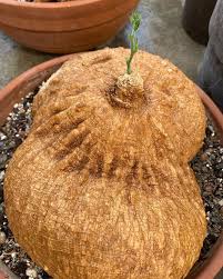 Image result for Coccinia mildbraedii