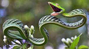 The Asian Green Vine Snake Ahaetulla Nasuta Vine Snake Beautiful Snakes Animals Beautiful