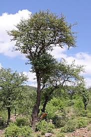 Image result for Androstachys