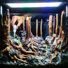 Setting Up A New Aquascape Fish Tank Fish Tank Terrarium Aquarium