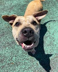 Happy Monday From Adoptable Callaloo Want To Start Every Monday Off With This Smiling Face You Can Make That Happen B Smile Face Humane Society Happy Monday
