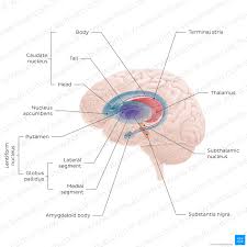 Image result for Cerebral Subcortex