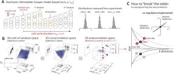 On the molecular mechanisms regulating animal cell size homeostasis. Mechanistic Origin Of Cell Size Control And Homeostasis In Bacteria Biorxiv
