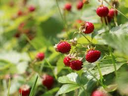 Maybe you would like to learn more about one of these? Woodland Strawberry Information How To Grow An Alpine Strawberry Plant