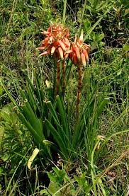 Image result for Aloe cooperi
