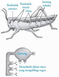 Sistem peredaran darah pada ikan terdiri dari jantung beruang dua, yaitu sebuah bilik (ventrikel) dan sebuah seeambi (atrium). Sistem Peredaran Darah Pada Serangga Insekta