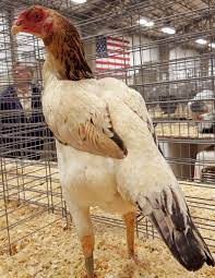 Shamo Chicken - The Livestock Conservancy