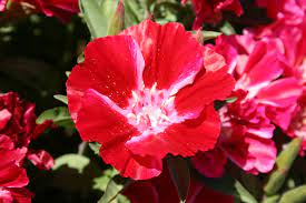 Silver Falls Seed Company Godetia Scarlet