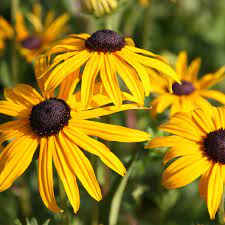 Rudbeckia Fulgida Var Sullivantii Goldsturm Black Eyed Susan Black Eyed Susan Late Summer Flowers Plants