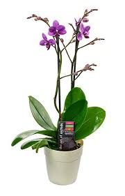 Maybe you would like to learn more about one of these? Kabloom Maxiflora Phalaenopsis Purple Orchid Plant White Euro Pot Purple Orchids Plants Phalaenopsis