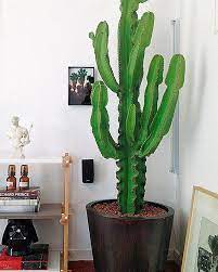 Dejate Atrapar Por El Cactus Cactus Planta Plantas De Interior Decoracion De Unas