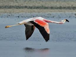 Andean Flamingo Phoenicoparrus Andinus By Paul Balfe Beautiful Birds Animals Bird Art