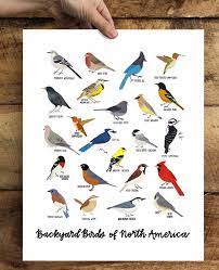 Backyard Birds Of North American Illustration Print Etsy Backyard Birds American Illustration Illustration Print