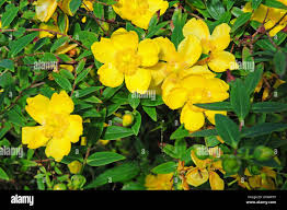 Image result for Hermannia boraginiflora